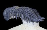 Flying Crotalocephalina Trilobite - Spectacular #39089-6